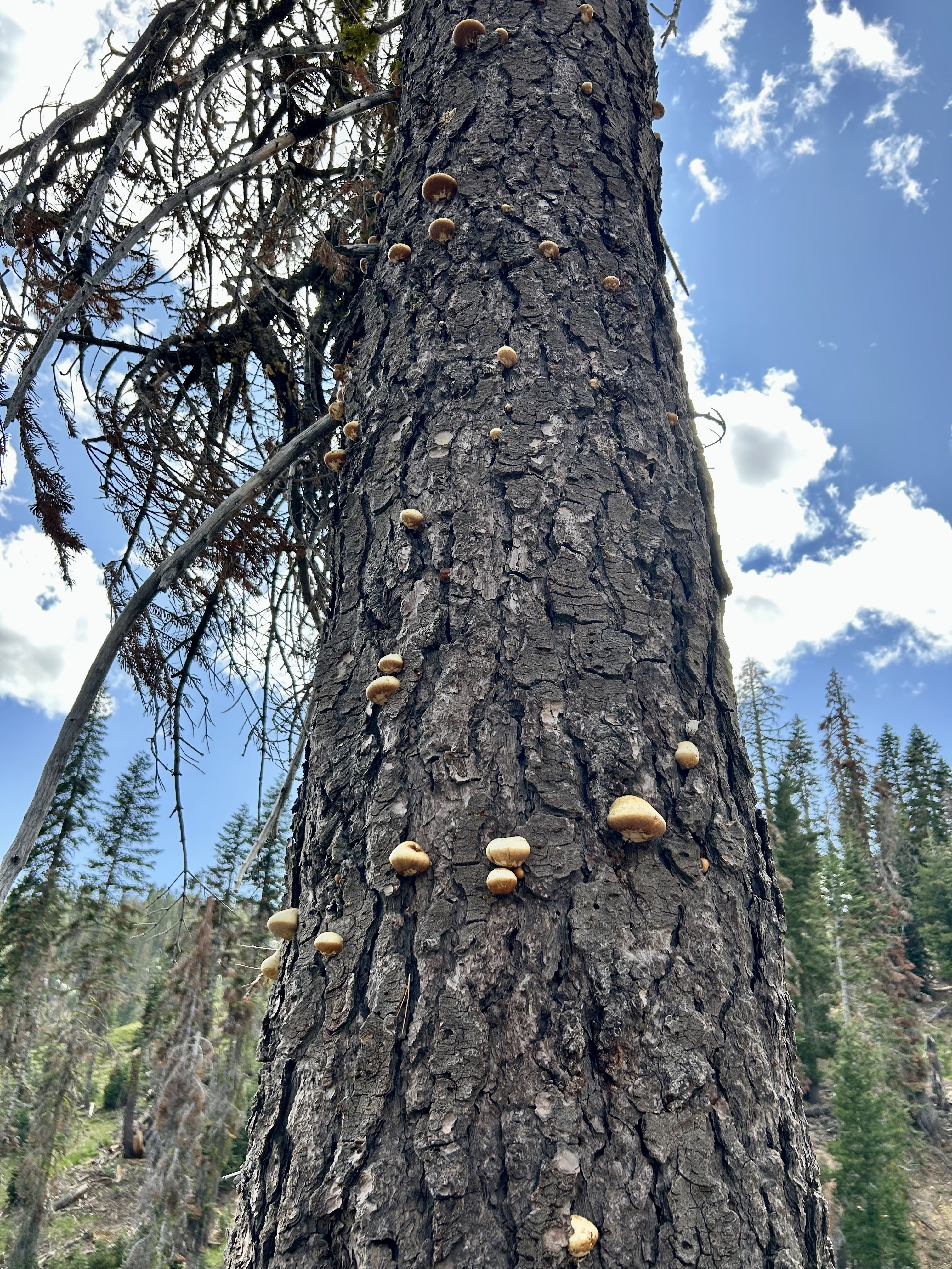 Lassen & Mt. Shasta I