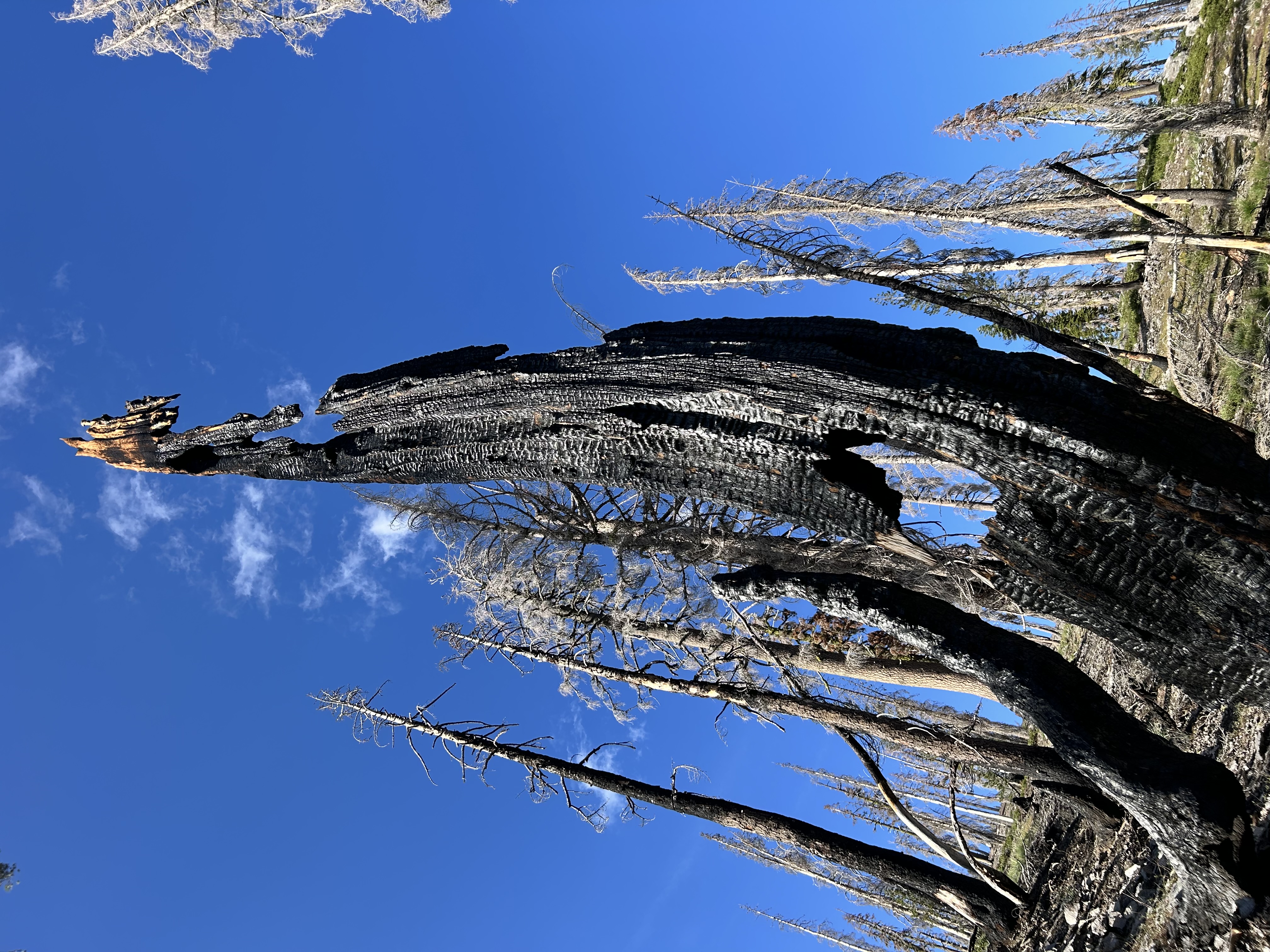 Lassen & Mt. Shasta III