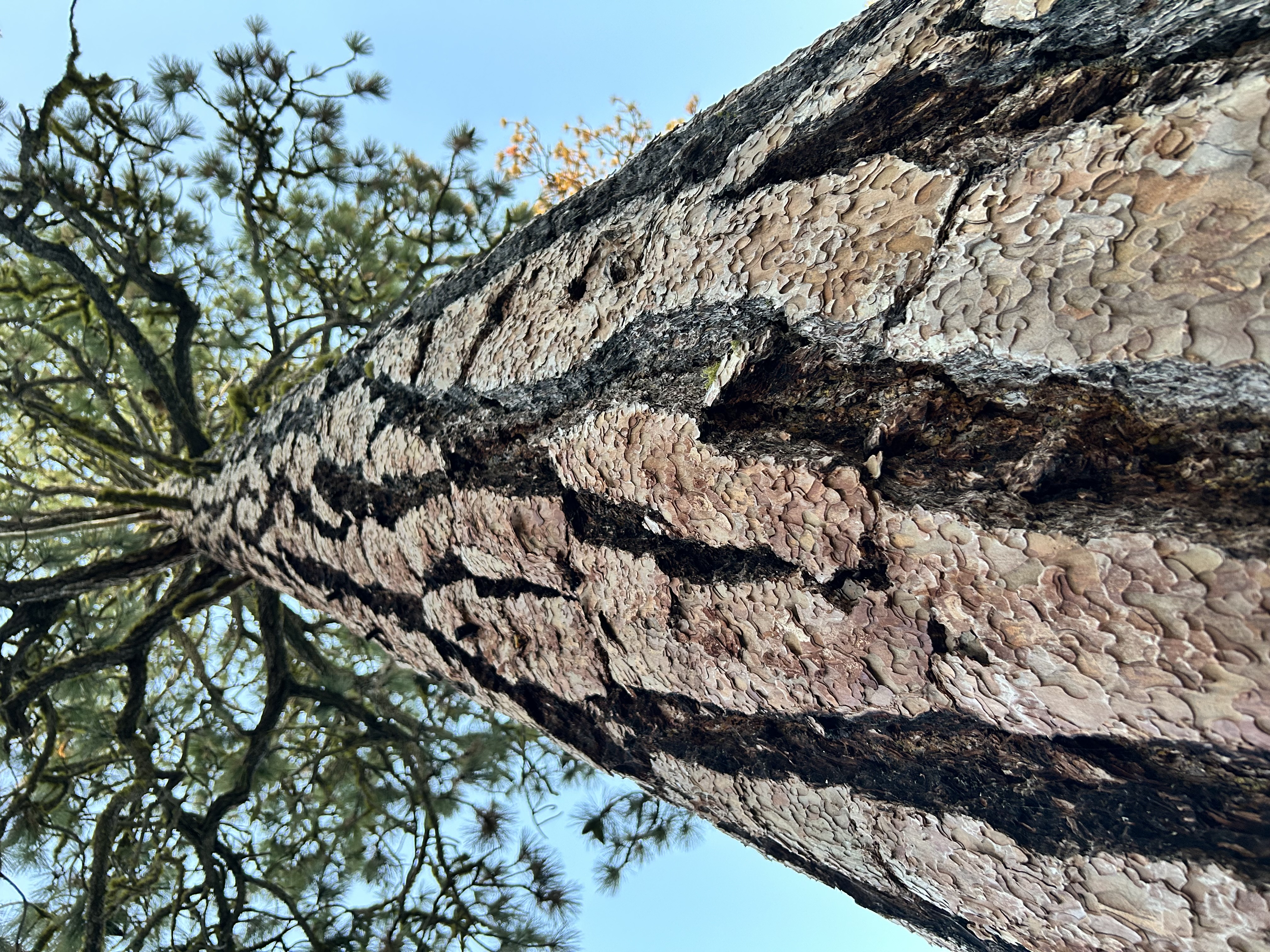 Lassen & Mt. Shasta IV