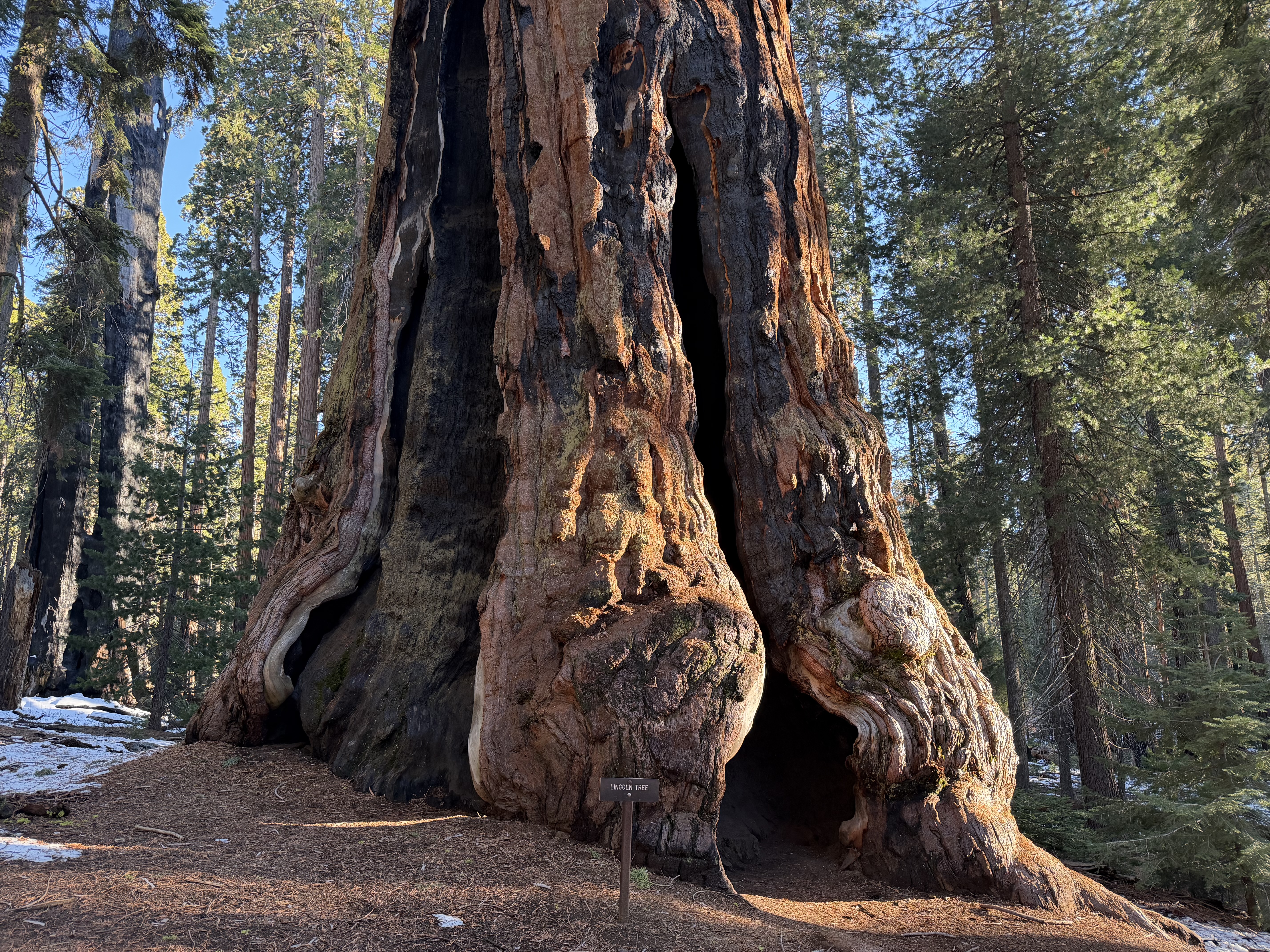 Sequoia VII